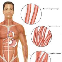 Виды и строение мышц человека